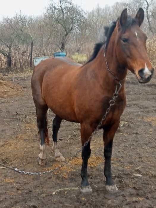 Продам кобилу вісім років молода гарна