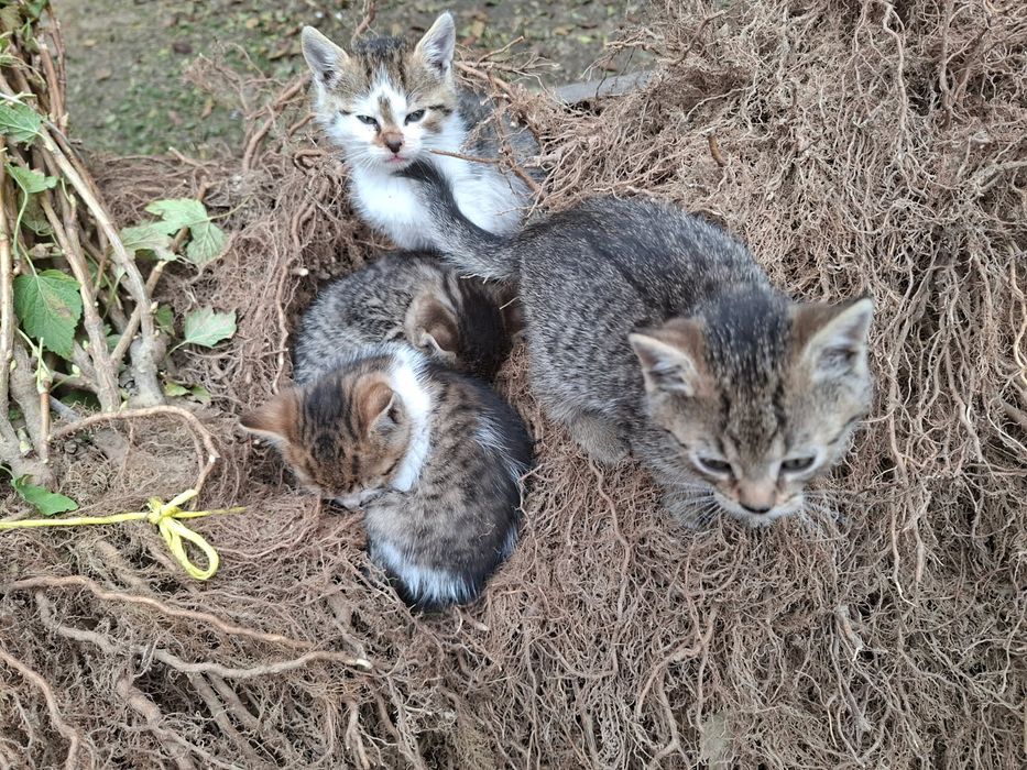 Oddam w dobre ręce małe kotki