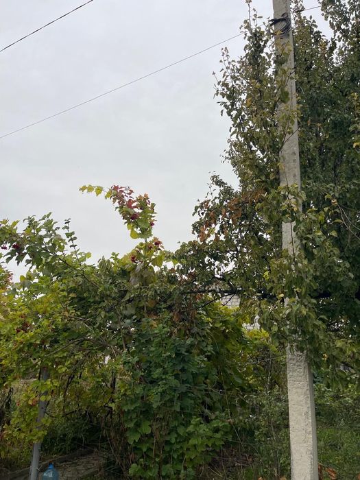 Дача з будиночком (на ветерані)