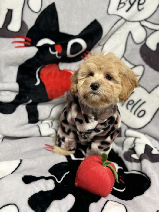 Мальтипу девочка 3 месяца