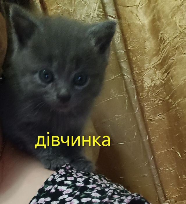 БЕЗКОШТОВНО! Котики в люблячу  родину !!!