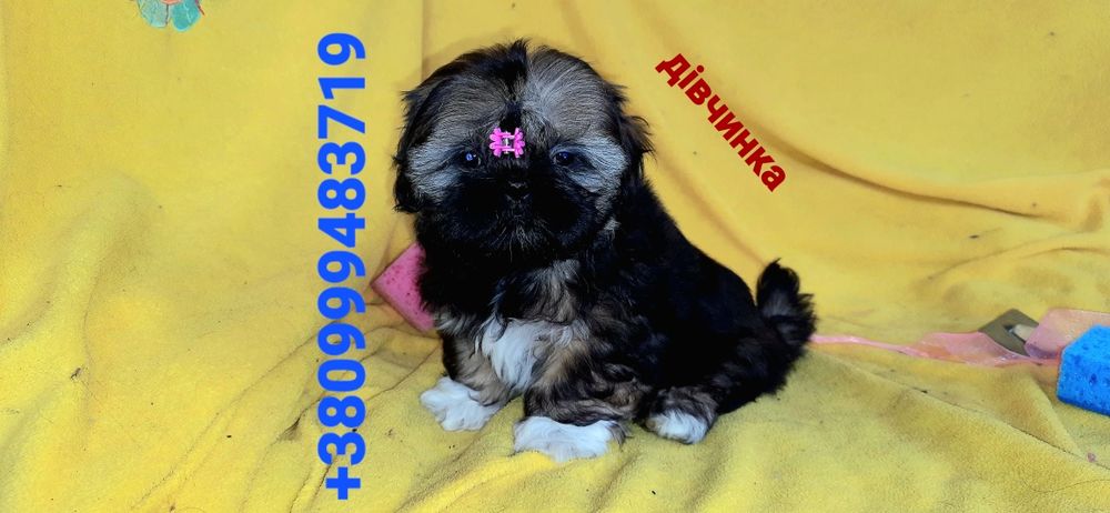 Ши-тцу ф/сьогодні- дівчинка і хлопчик.