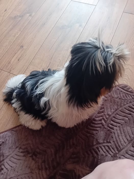 Shih-tzu sprzedam
