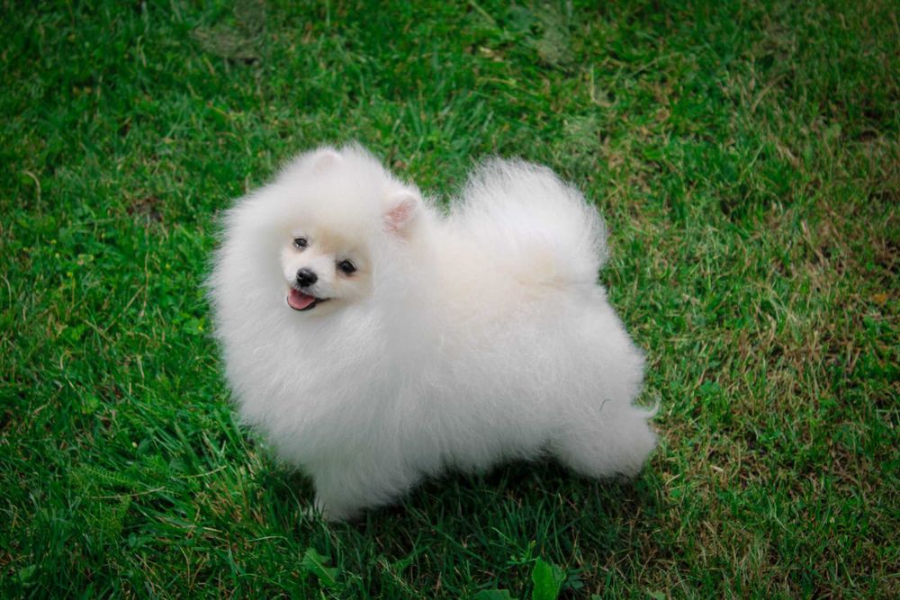 Нереально красива дівчинка померанський шпіц з документами ксу!