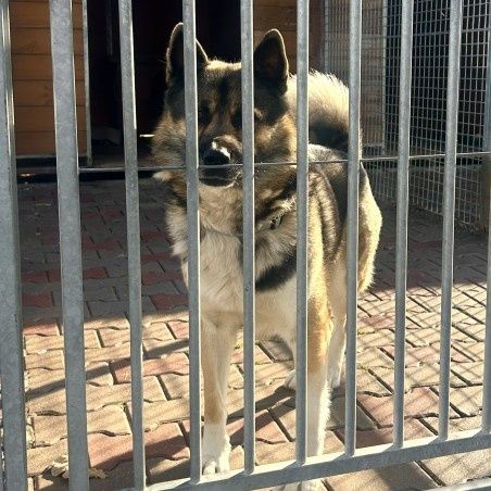 Helios, pies  szuka odpowiedzialnego opiekuna