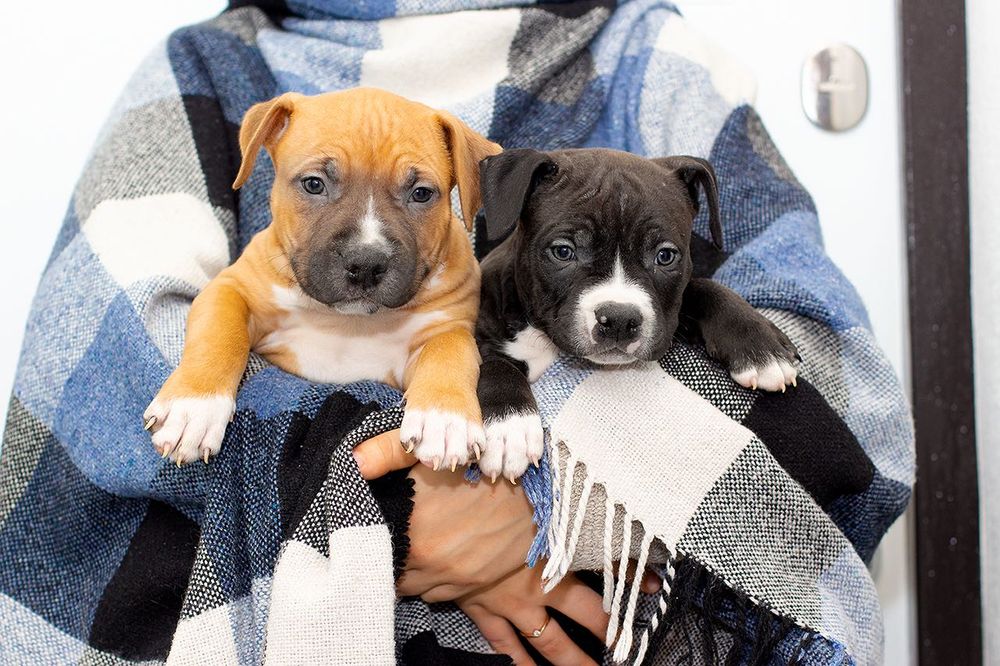 Брат та сестра клубних АСТ