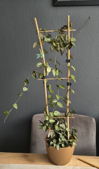 Hoya Lacunosa sadzonka