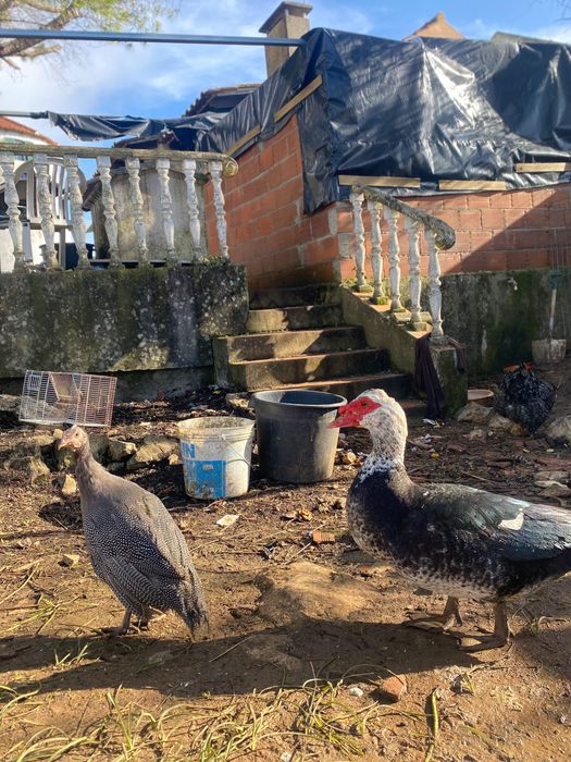 Patos mudos macho e fêmea
