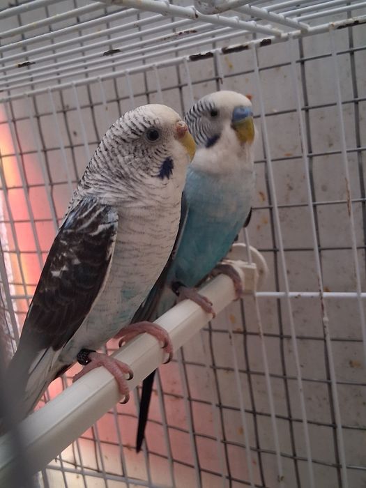 2 Casalinhos  de piriquitos asas negras