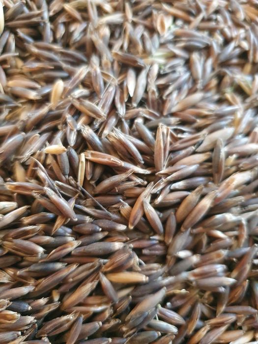 Sprzedam owies ozimy Snowbird oraz  gniady, czarny