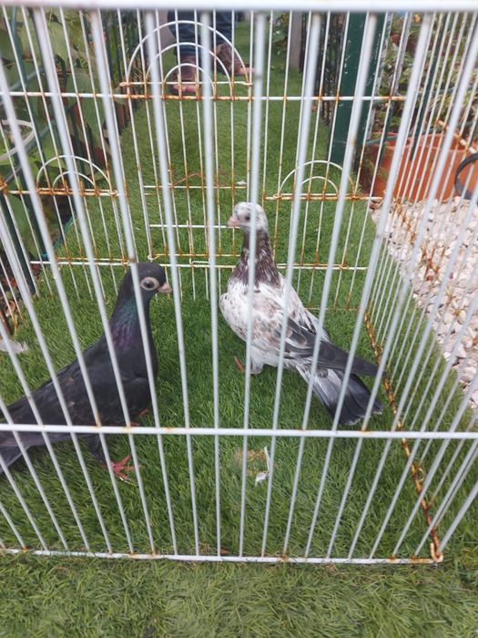 Vendo várias raças de pombos