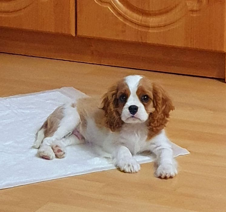 Щенки Кавалер Кинг Чарльз Спаниель