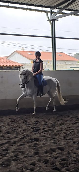 Cavalo cruzado letra D