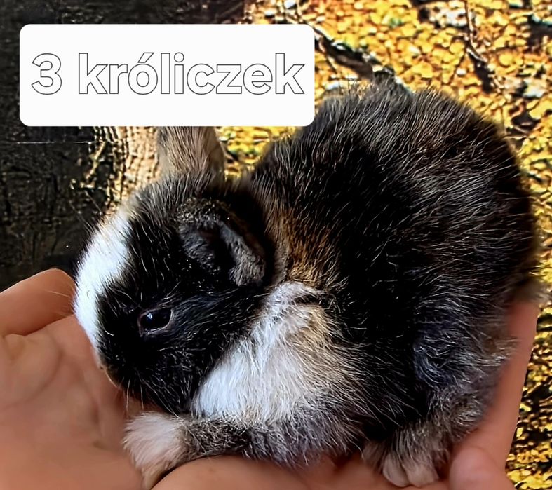 Dwa Króliczki  miniaturki