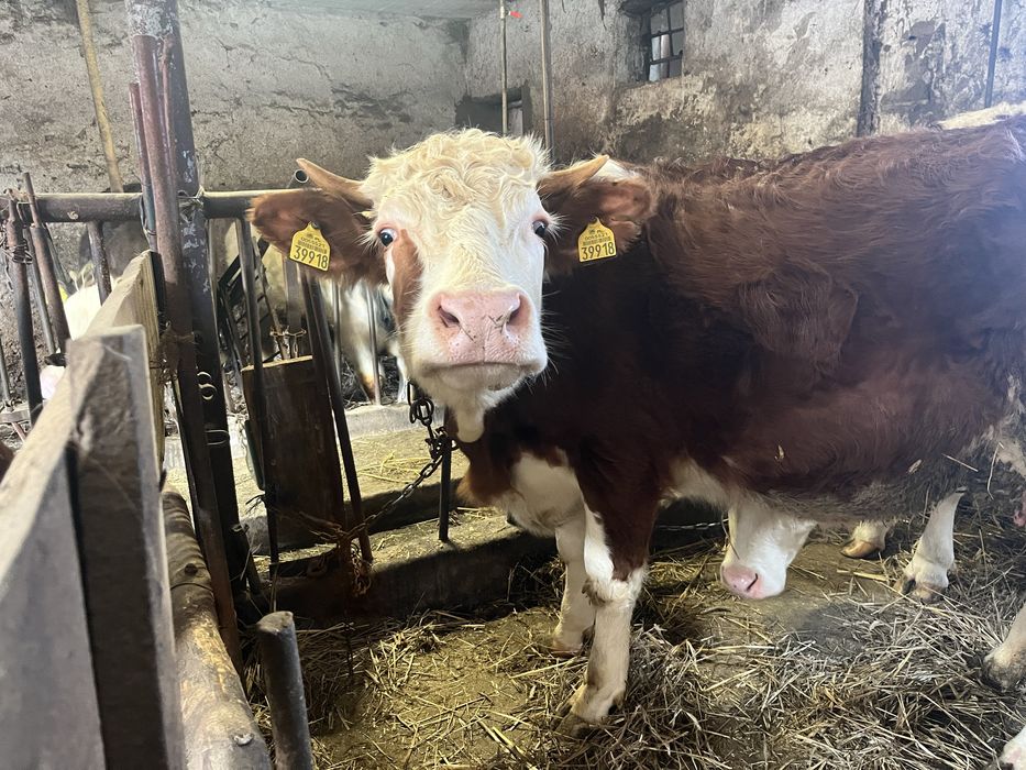 Jałówki wysoko cielne