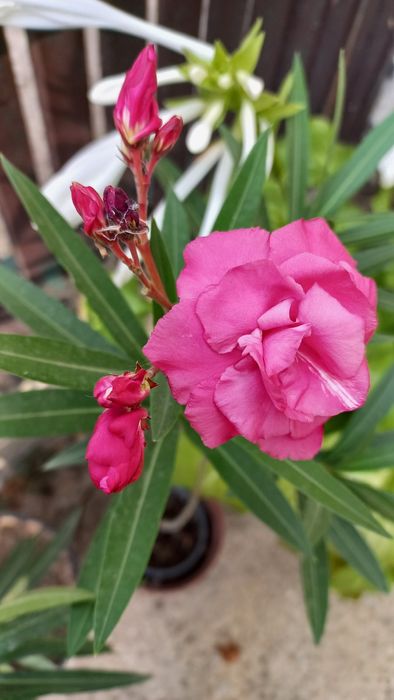 Олеандр.Продам саженцы из своей коллекции.