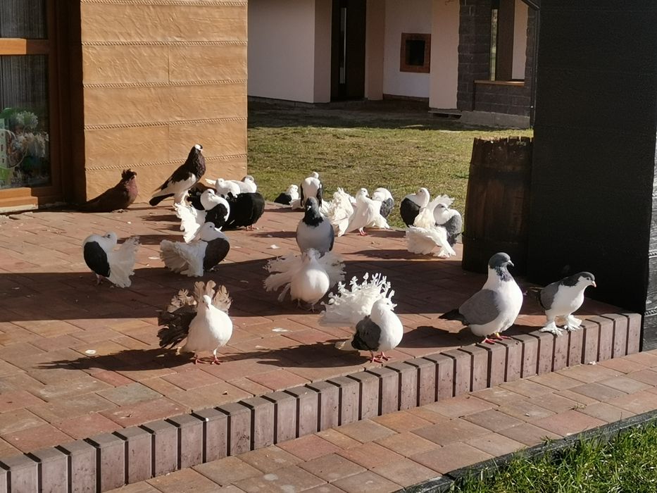Gołębie ozdobne Gile Zamojskie