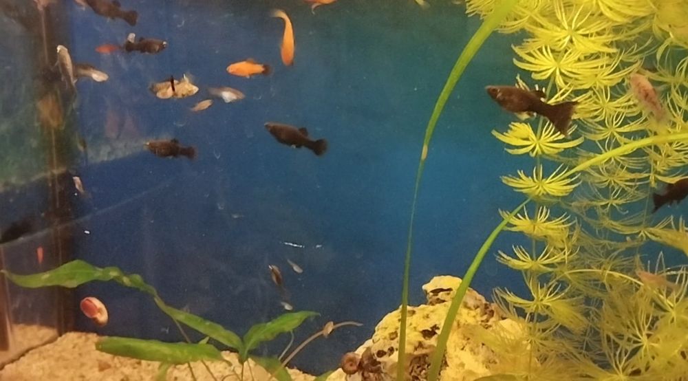 Dębno,rybki akwariowe:molinezje,glonojady,gupiki endlera,gupiki mix