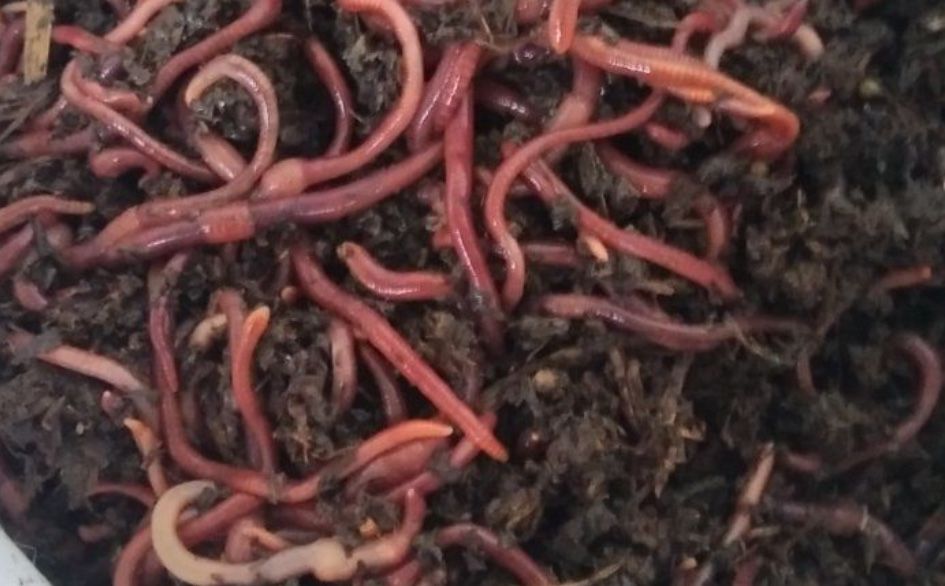 Червь (хробак) для рыбалки