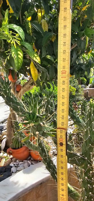 Cacto columnar (tipo Trichocereus) – exemplar imponente e ramificado, ±1,00-1,20m