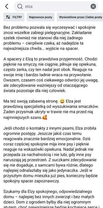 Elza w typie owczarka czeka w Schronisku w Napierkach