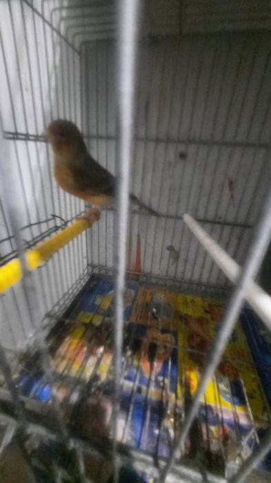 Vendo  canarios 13,5o euros cada