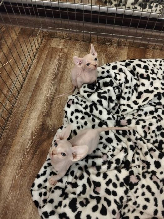 Сфинкс котята девочка и мальчик