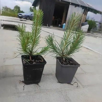 Sosna czarna w doniczce p9