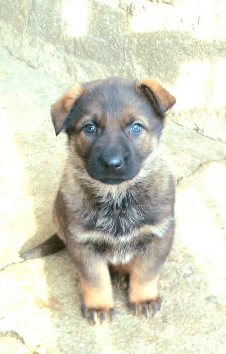 Цуцики Німецької вівчарки.