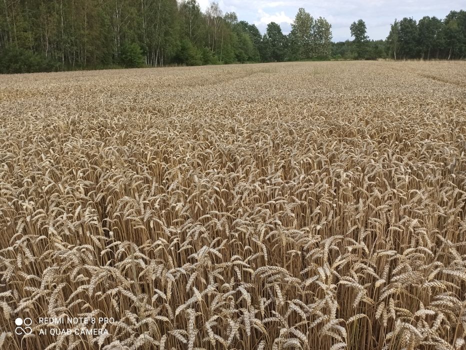Sprzedam pszenicę ozimą