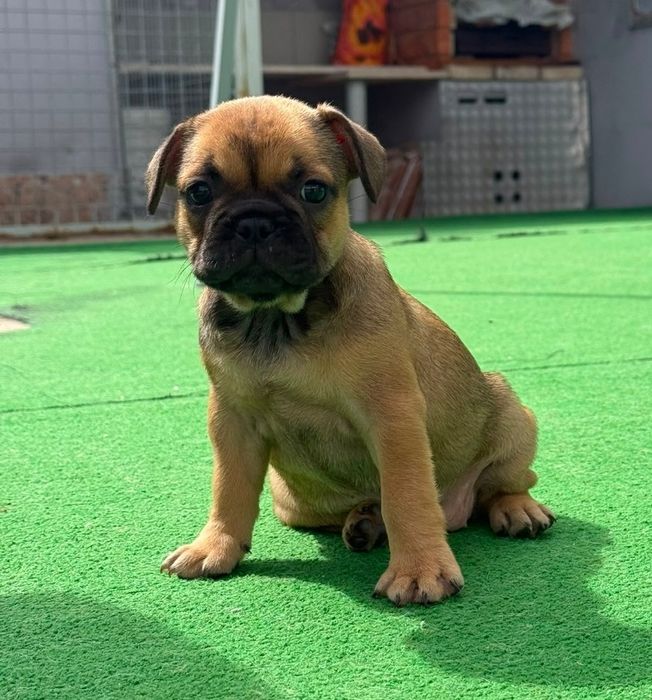 Bulldog francês fêmea fawn