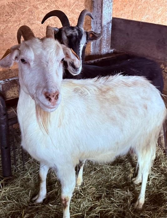 Sprzedam Kozy Poronin