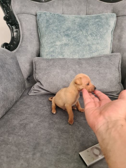 Pinscher miniatura