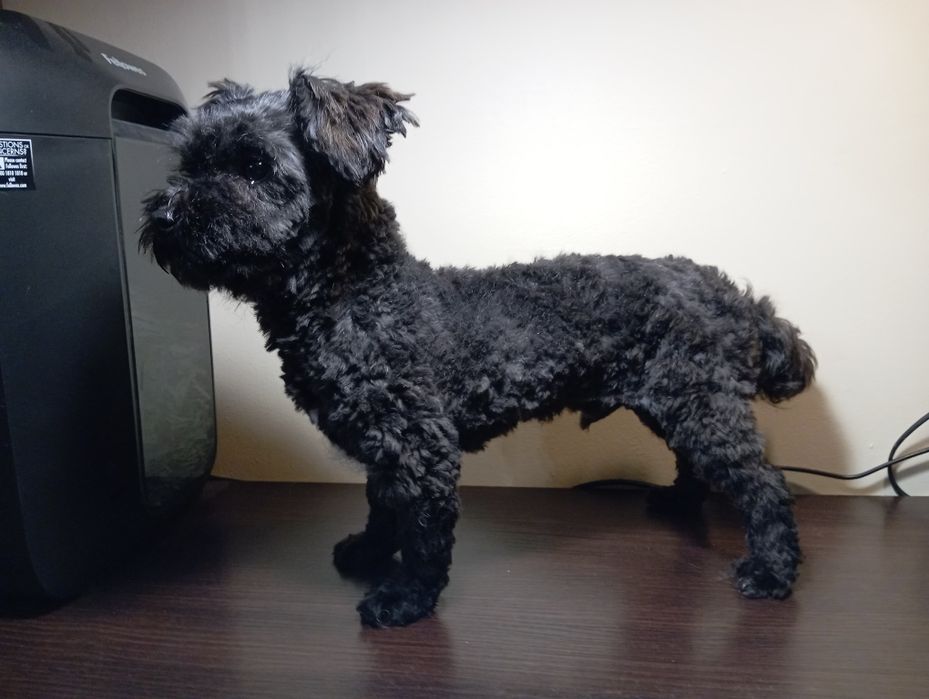 Ice Man piesek rasy Rosyjska Bolonka Kolorowa