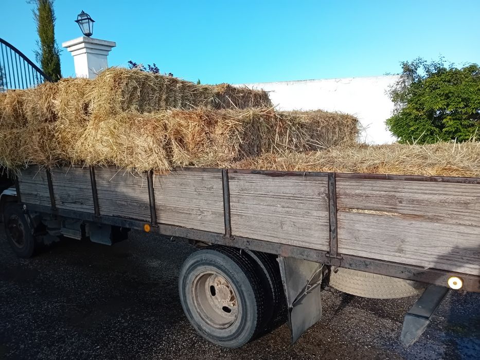 Vendo feno novo, 2025