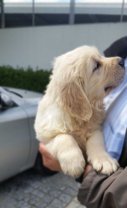 Cachorrinha Golden Retriever C/LOP – Excelente Linhagem