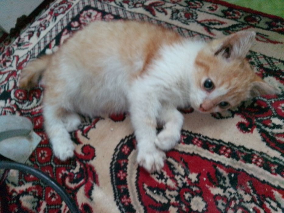 Безкоштовно,в хорошу сім'ю!