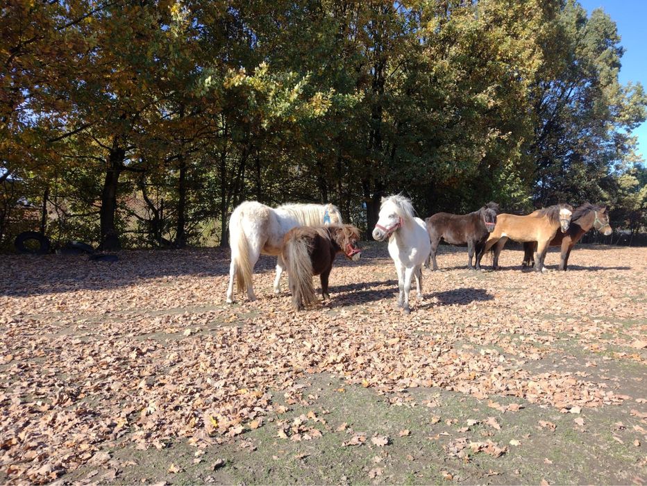 Sprzedam kucyki klacze i ogierki