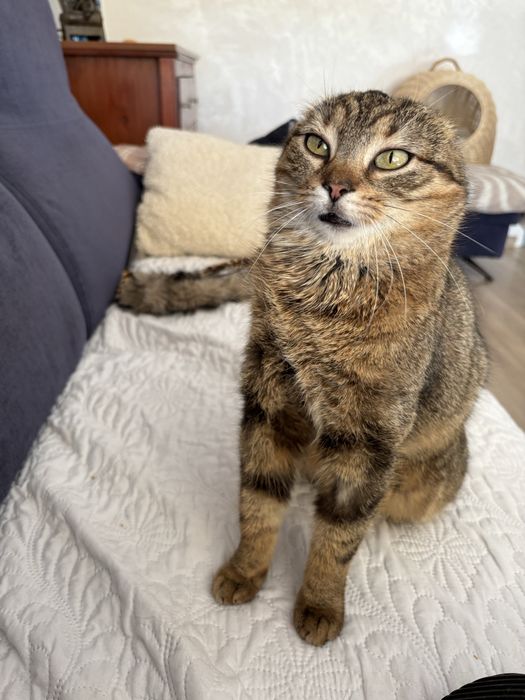 Misia do adopcji