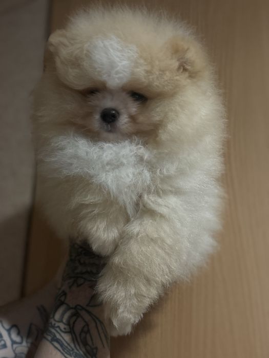 шикарний Хлопчик шоу класу