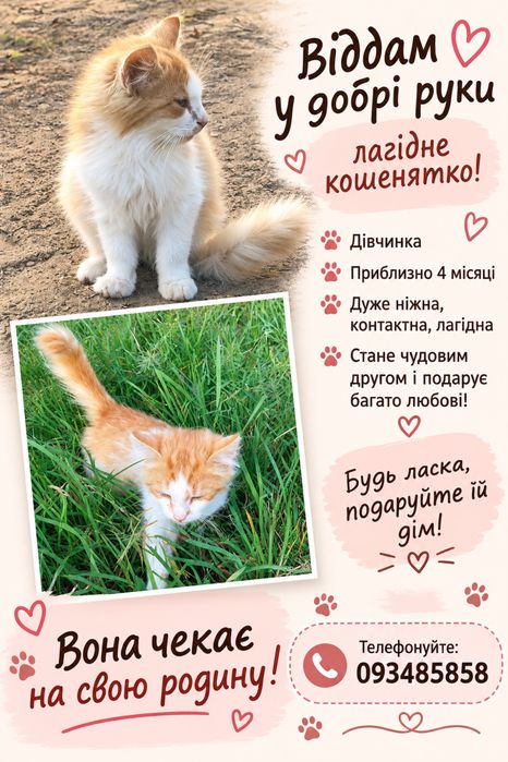 Віддам у добрі руки кошенятко