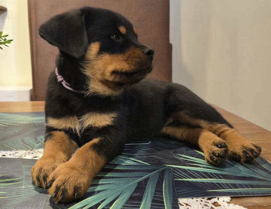 Rottweiler szczeniak fci zkwp