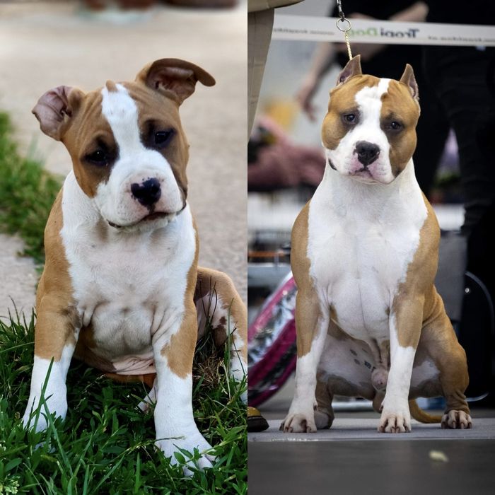 amstaff ZKwP FCI