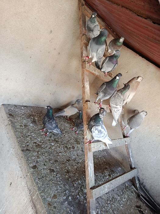 Gołebie pocztowe kolorowe