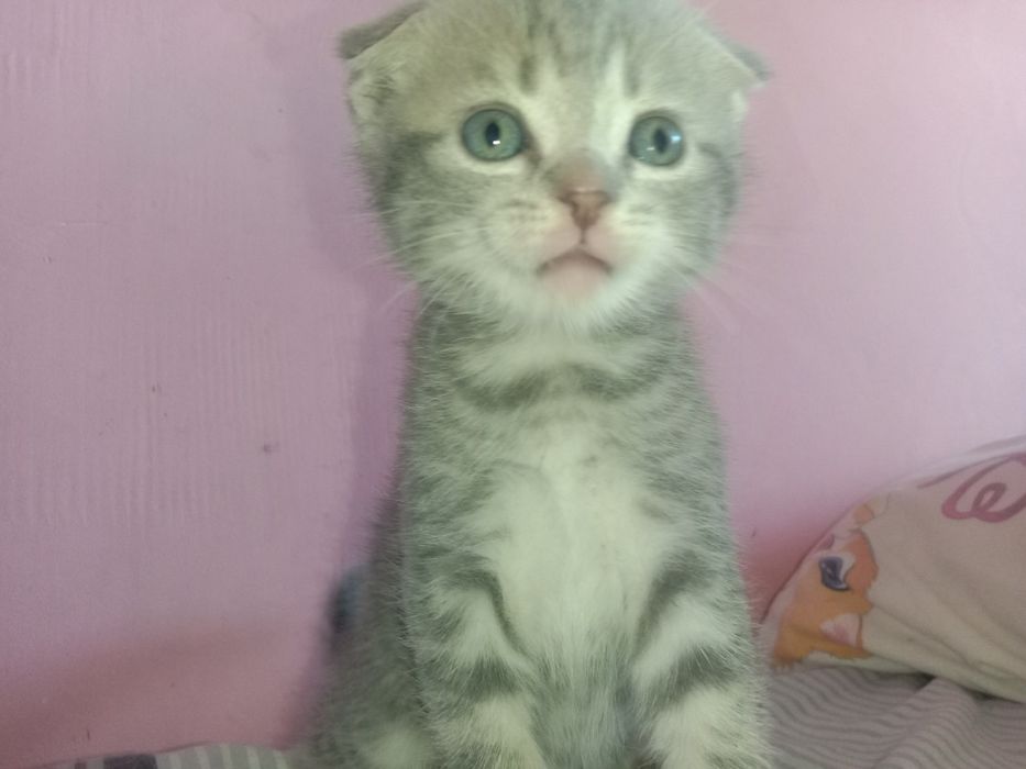 продам котят цена договорная