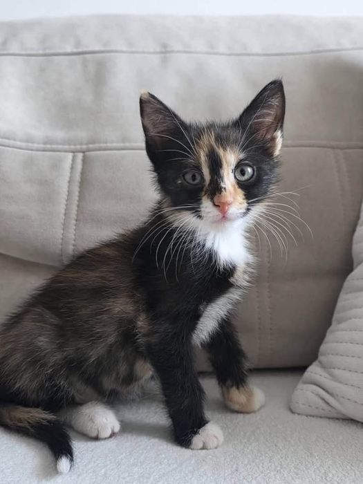 Do adopcji - wyjątkowa mała koteczka, która czeka na swoją pierwszą, prawdziwą rodzinę.