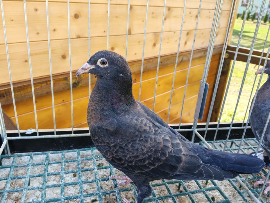 Gołębie pocztowe frill toy stencil