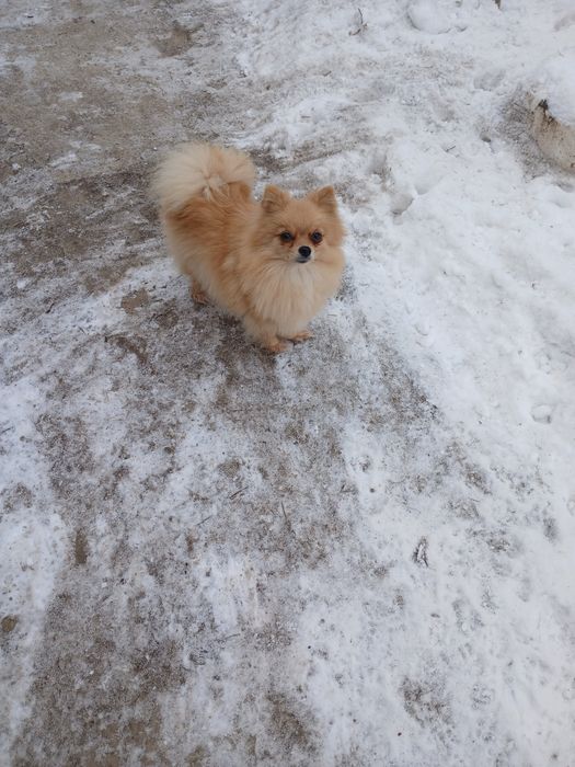 Девочка шпица.