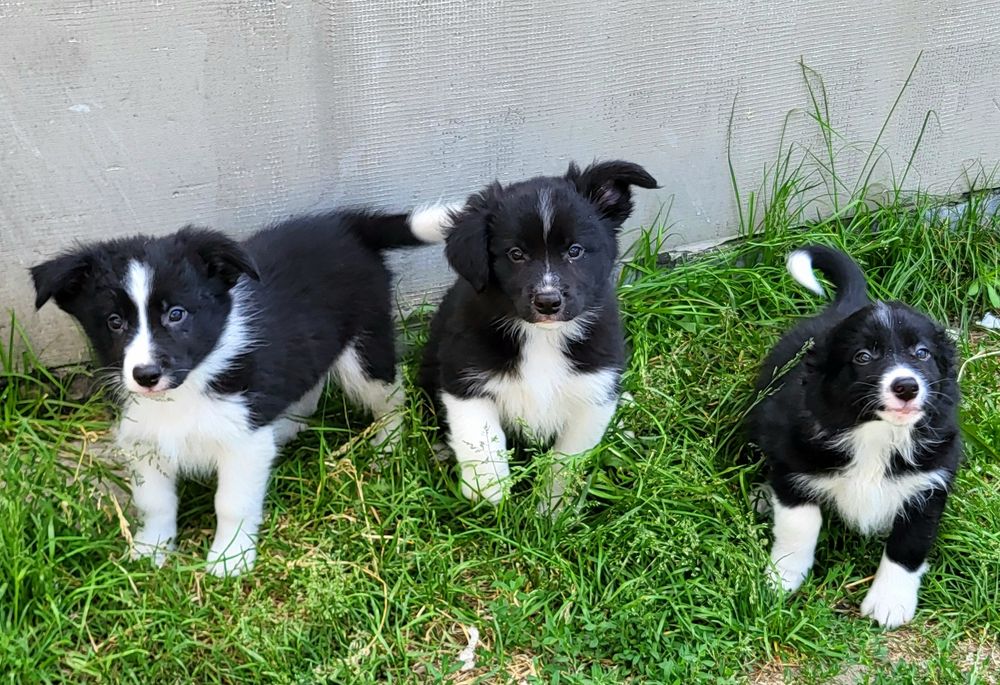 Border collie szczeniak pies