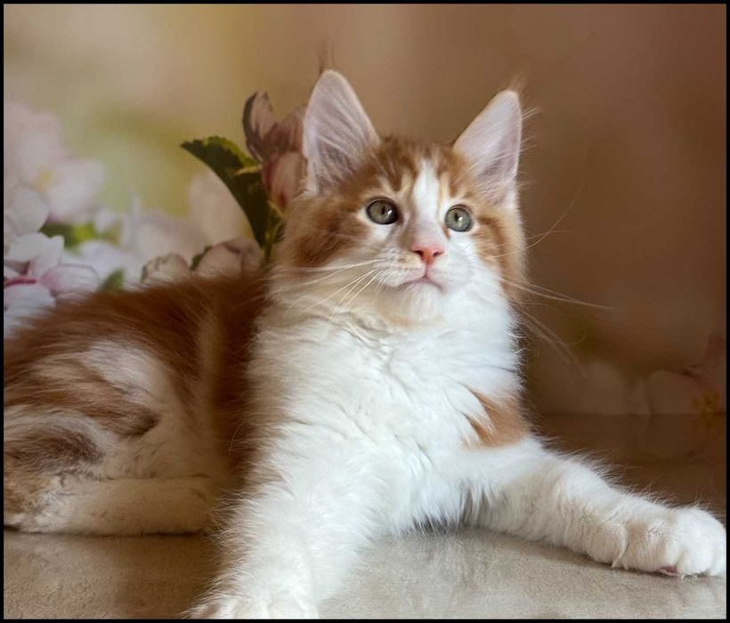 Kocurek Maine Coon Windor Już do odbioru